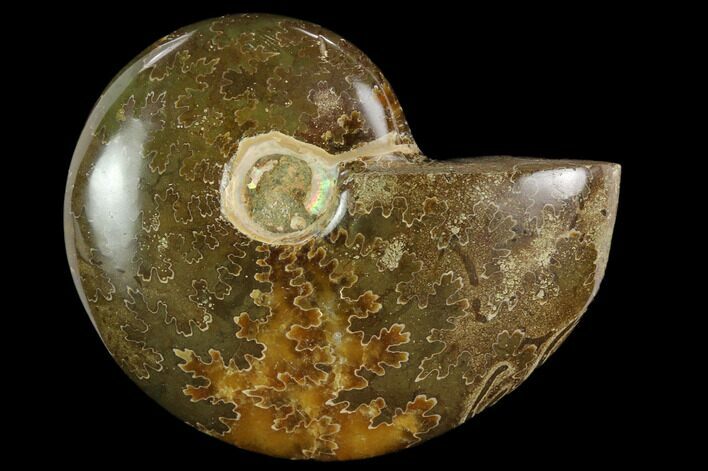 Polished, Agatized Ammonite (Cleoniceras) - Madagascar #119209